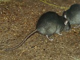 black rat